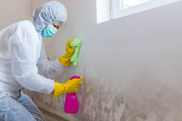 Trusted Fort Lauderdale, FL Mold Removal & Remediation Experts